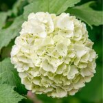Hortensia macrophylla soeur therese - hydrangea macrophylla soeur therese pot 3l Hortensia macrophylla soeur therese - hydrangea macrophylla soeur therese pot 3l