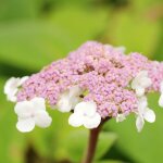 Hortensia teller blanc - hydrangea macrophylla teller blanc pot 3l Hortensia teller blanc - hydrangea macrophylla teller blanc pot 3l