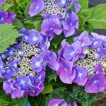 Hortensia teller bleu ? hydrangea macrophylla ? pot 3l ? arbuste persistant ? hauteur 30 / 35 cm ? floraison ...