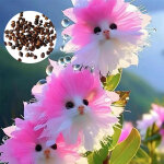 Fleur  orchid�e chat  - 300 graines tr�s parfum�es et uniques, plante adorable en pot, cadeau parfait ...