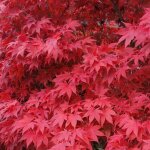 Érable du japon beni - maiko - acer palmatum beni - maiko 40cm Érable du japon beni - maiko - acer palmatum beni - maiko 40cm