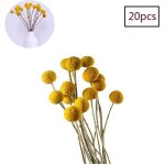 Fleurs s�ch�es billy buttons jaunes, bouquets d�co mariage / maison