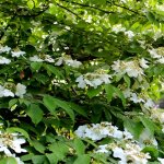 Viorne pliss�e mariesii - viburnum plicatum mariesii 40cm