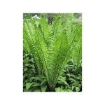 Le jardin du pic vert - foug�re plume d'autruche godet de 8 / 9 cm