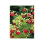 Fraisier des bois 'baron solemacher' le sachet de 610 graines (0. 2g)