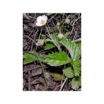 Fraisier du chili godet de 8 / 9 cm