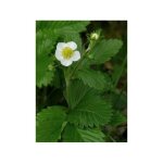 Fraisier fraise abricot 'mont omei' godet de 8 / 9 cm