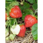 Fraisier 'ostara' - remontant godet de 7 / 8 cm Fraisier 'ostara' - remontant godet de 7 / 8 cm