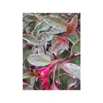 Le jardin du pic vert - fuchsia 'tom west' pot de 2l / 3l Le jardin du pic vert - fuchsia 'tom west' pot de 2l / 3l