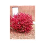 Fusain ail� 'compactus' arbuste nain 30 / 40 cm ? feuillage caduc ? rusticit� extr�me jusqu'� - 23�c ...