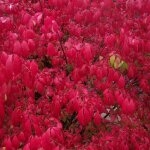 Fusain ail� ? euonymus alatus 40cm ? arbuste persistant ? feuillage vert � rouge flamboyant ? exposition ...
