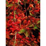 Fusain d'europe 'red cascade' godet de 8 / 9 cm