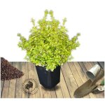 Fusain de fortune emerald'n gold / pot de 7, 5l Fusain de fortune emerald'n gold / pot de 7, 5l