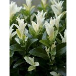 Fusain du japon 'paloma blanca' pot de 3l / 4l