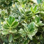 Fusain du japon pr�sident gauthier - euonymus japonicus president gauthier 30cm
