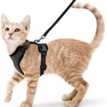 Gabrielle - harnais pour chat, petit chien, laisse rglable, collier noir xs, gilet rflchissant et ...