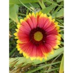 Gaillarde vivace 'kobold' godet de 8 / 9 cm