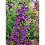 Galane 'midnight' godet de 8 / 9 cm