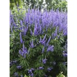 Gattilier, poivre de moine 'delta blues' pot de 3l / 4l Gattilier, poivre de moine 'delta blues' pot de 3l / 4l