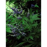 Gattilier, poivre de moine 'latifolia' pot de 2l / 3l