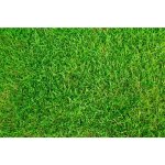 Gazon auto - compactant universel 5 kg