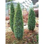 Le jardin du pic vert - gen�vrier commun 'compressa' pot de 2l / 3l