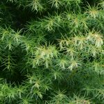 Gen�vrier commun green carpet - juniperus communis green carpet 20 / 30cm pot 2, 5l