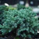 Gen�vrier �cailleux blue star - juniperus squamata blue star 30 / 35cm pot 5l