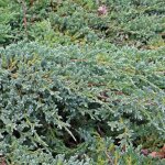 Gen�vrier �cailleux - juniperus squamata blue swede pot de 2l / 3l