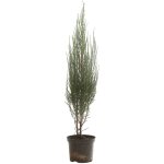 Gen�vrier des rocheuses blue arrow - juniperus scopulorum blue arrow 80 / 100cm
