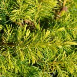 Gen�vrier des sables allgold - juniperus conferta allgold 25 / 35cm pot 2, 5l
