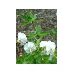 G�ranium vivace livide 'album' godet de 8 / 9 cm