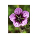 G�ranium vivace 'salome' godet de 8 / 9 cm