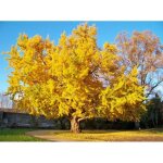 Vivaio garden forest ? ginkgo biloba arbre 18 cm ? feuillage en �ventail vert clair � jaune ? hauteur ...