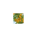 Vivaio garden forest - goji jaune 'amber sweet' (lycium barbarum yellow) photos réelles Vivaio garden forest - goji jaune 'amber sweet' (lycium barbarum yellow) photos réelles