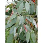 Gommier cidre pot de 1l / 1, 5l