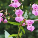 Graines de balsamine camelia double vari�