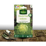 Graines de chicor�e fris�e wallonne race lorca