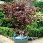 Graines d'erable du japon (acer palmatum) le sachet de 30 graines (0, 6g) Graines d'erable du japon (acer palmatum) le sachet de 30 graines (0, 6g)