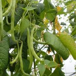 Graines de haricot nain vert sans fil oxinel 2 bio