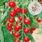 Graines de l�gumes pour salade - 400 graines de tomates cerises naines - vari�t� pour pots, balcon et ...