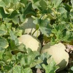 Graines de melon charentais bio