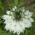 Le jardin du pic vert - graines de nigelle de damas miss jekyll blanche - nigella damascena le sachet ... Le jardin du pic vert - graines de nigelle de damas miss jekyll blanche - nigella damascena le sachet ...