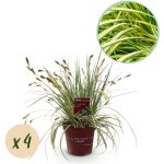 Gramin�es ornementales carex oshimensis evergold feuillage jaune vert lot 4 plantes pot 17 cm? comfortxl ...