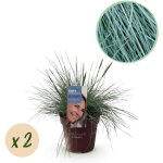 Gramin�es ornementales festuca glauca intense blue feuillage bleu lot 2 plantes pot 17 cm? comfortxl ...