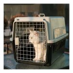 Grand transporteur pour chat chien lapin animal cage plastique boite a stylo Grand transporteur pour chat chien lapin animal cage plastique boite a stylo
