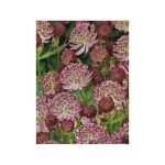 Grande astrance 'star of passion' godet de 8 / 9 cm