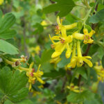 Groseiller dor� - ribes odoratum - 50 - 60 cm pot
