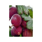 Groseiller  maquereau 'captivator' pot de 1, 5l / 2l, buisson