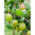 Groseiller � maquereau 'tatjana' pot de 6l / 7l, tige de 40 cm